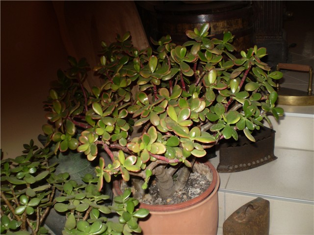 crasula
